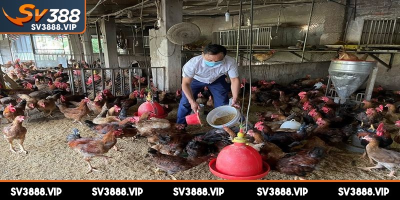 Làm nước khi gà chọi đứng sâu hồ mau phục hồi sức khỏe